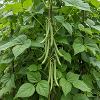 Missouri Wonder Pole Bean Seeds for Planting – Heirloom Climbing Green Beans, Organic Non-GMO