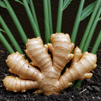 Organic Ginger Root Rhizomes for Planting – Non-GMO Culinary and Herb Garden Ginger