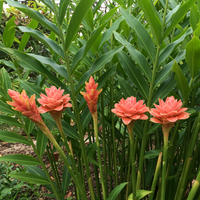 Ginger Root Rhizomes for Planting – Organic Non-GMO Ginger for Culinary and Garden Use