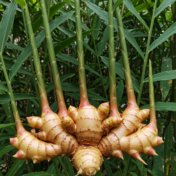 Ginger Root for Planting – Organic Non-GMO Rhizomes for Culinary and Herb Gardens