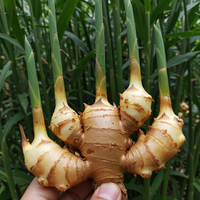 Ginger Root Rhizomes for Planting – Organic Non-GMO Ginger for Culinary and Garden Use