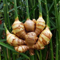 Ginger Root for Planting – Organic Non-GMO Rhizomes for Culinary and Herb Gardens
