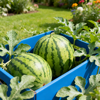 Blue Watermelon Seeds for Planting – Heirloom Organic Non-GMO Garden Seeds with High Germination