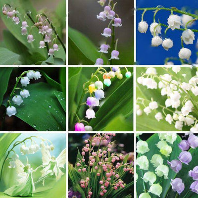 100 Pcs