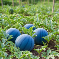 Blue watermelons growing in a garden with green leaves.