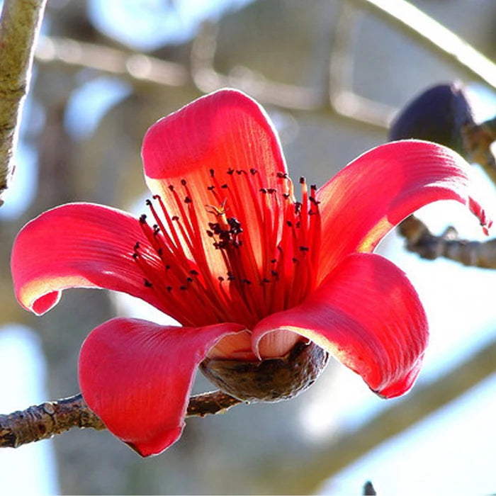 Ceiba Flower seeds for Planting - Shade Tolerant, Heirloom & GMO Free Seeds for Home Garden