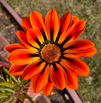 Gazania Red Orange Flower seeds for Planting - Wildflower Mix, Heirloom & GMO Free Seeds for Home Garden