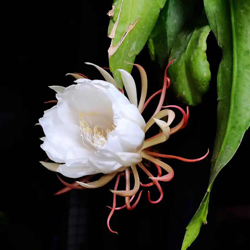 Silver Epiphyllum Flower seeds for Planting - Pollinator Friendly, Heirloom & GMO Free Seeds for Home Garden