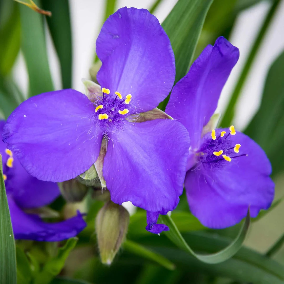 Blue Tradescantia Flower seeds for Planting - Long Bloom Season, Heirloom & GMO Free Seeds for Home Garden