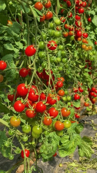 Assorted tomato plants growing in a home vegetable garden.
