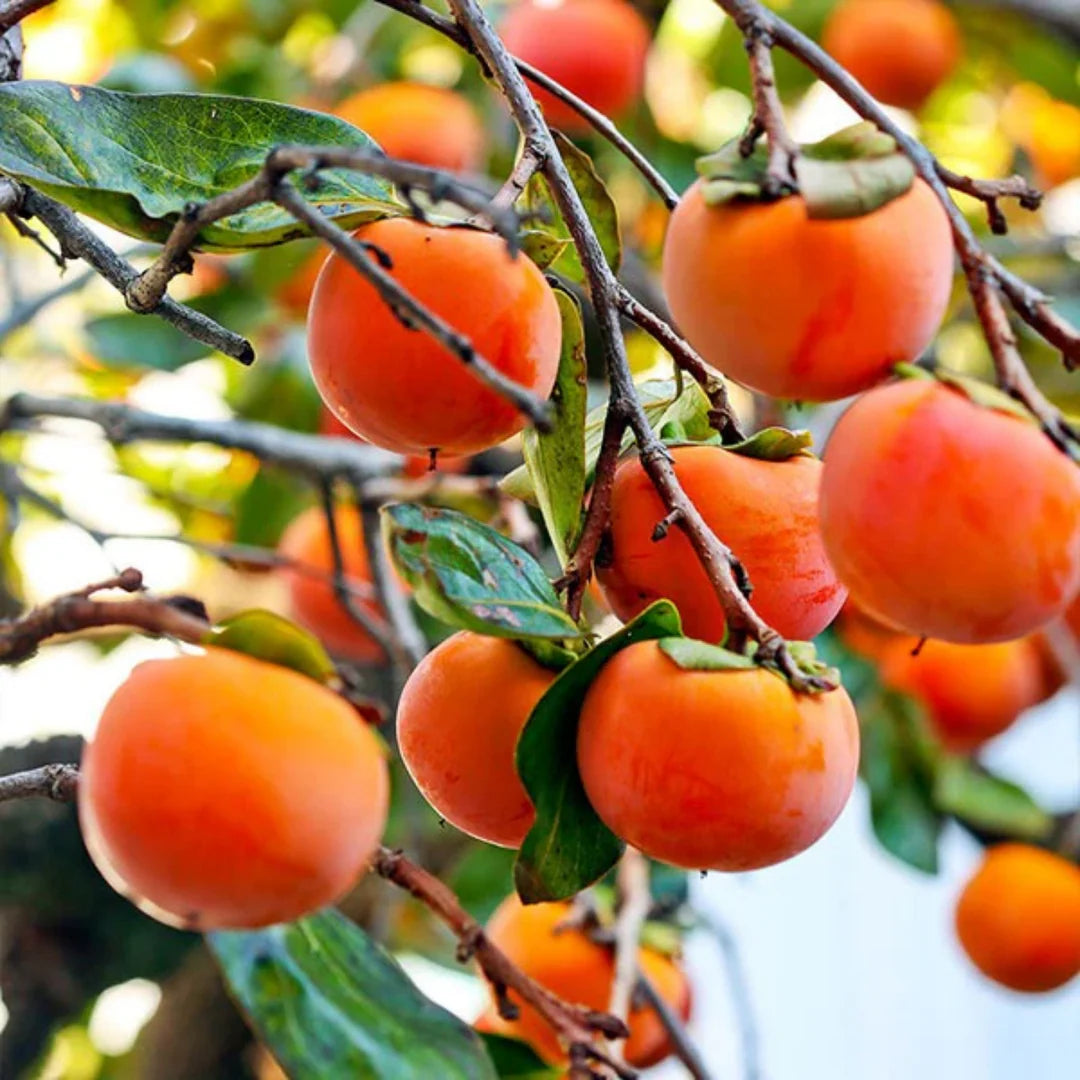 Red Diospyros Fruit Seeds for Planting - Grow Stunning Perennials