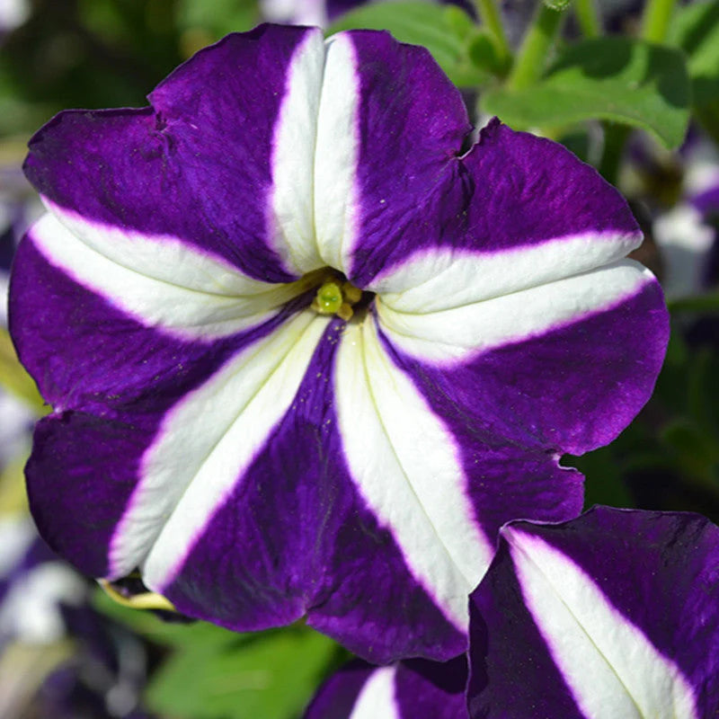 Purple & White Petunia Flower seeds for Planting - Garden Favorite, Heirloom & GMO Free Seeds for Home Garden