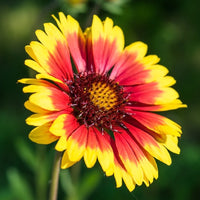 Yellow and Red Arizona Flower Seeds for Planting