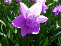 Purple Daffodil Flower Seeds Cottage Garden Essential Heirloom & GMO Free Seeds for Home Garden
 
 Sale