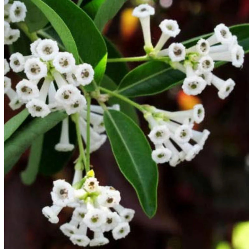 Cestrum Flower seeds for Planting - Garden Favorite, Heirloom & GMO Free Seeds for Home Garden