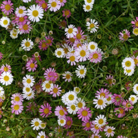 Santa Barbara Flower seeds for Planting, Garden Favorite Heirloom & GMO Free Seeds for Home Garden