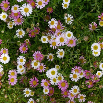 Santa Barbara Flower seeds for Planting, Garden Favorite Heirloom & GMO Free Seeds for Home Garden