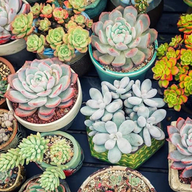 Mixed Color Succulent Seeds for Planting – Colorful Garden and Home Bonsai Plant Seeds