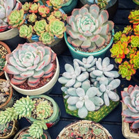 Mixed Color Succulent Seeds for Planting – Colorful Garden and Home Bonsai Plant Seeds