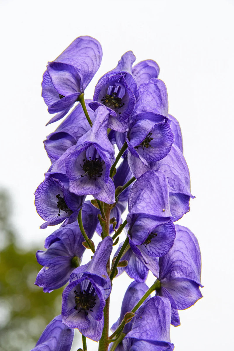 Heirloom Aconitum Flower seeds for Planting Hardy Variety Heirloom & GMO Free Seeds for Home Garden