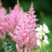 Baby Pink Astilbe Flower Seeds – Long Bloom Season Heirloom & NonGMO Seeds for Home Garden
 
 Sale