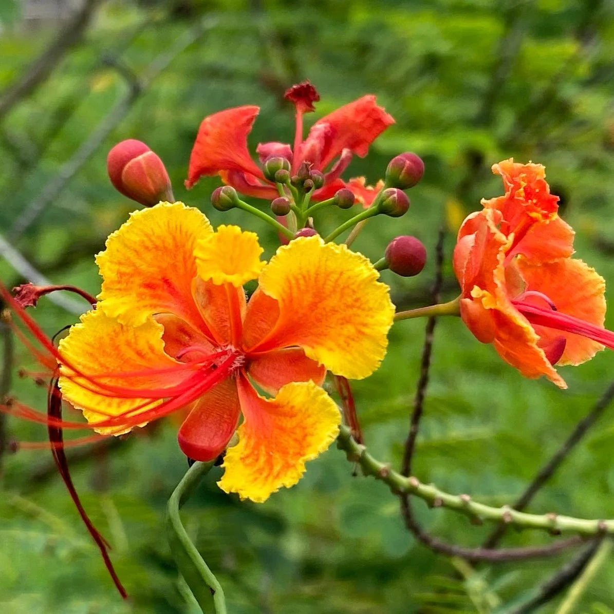 Red Caesalpinia or Peacock Flower seeds for Planting - Shade Tolerant, Heirloom & GMO Free Seeds for Home Garden