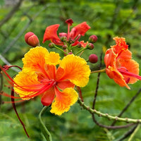 Red Caesalpinia or Peacock Flower seeds for Planting - Shade Tolerant, Heirloom & GMO Free Seeds for Home Garden