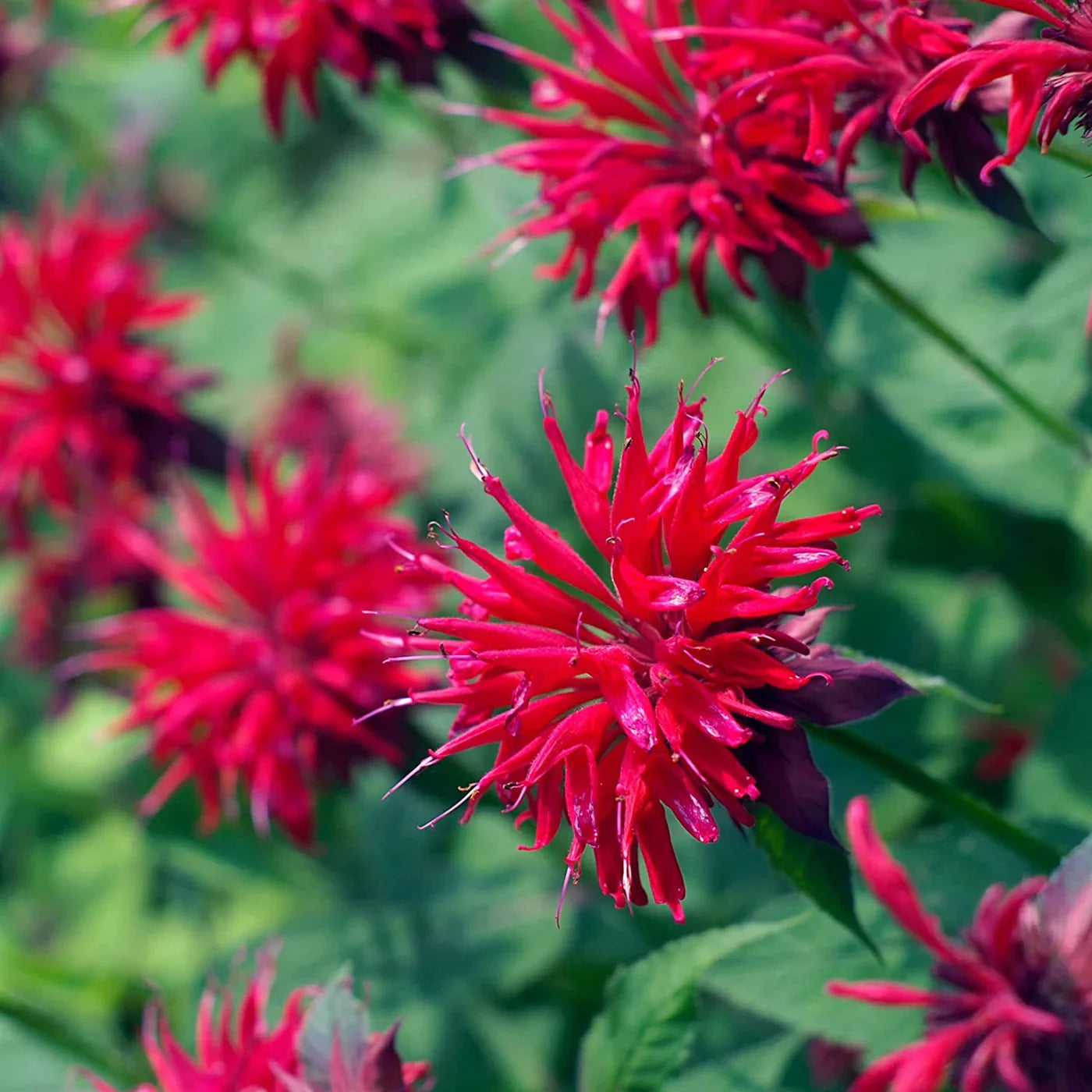 Bee Balm ornamental flower plants growing with colorful blooms in a garden.