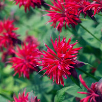 Bee Balm ornamental flower plants growing with colorful blooms in a garden.