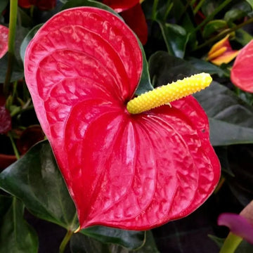 Anthurium Andraeanum Flower Seeds for Planting