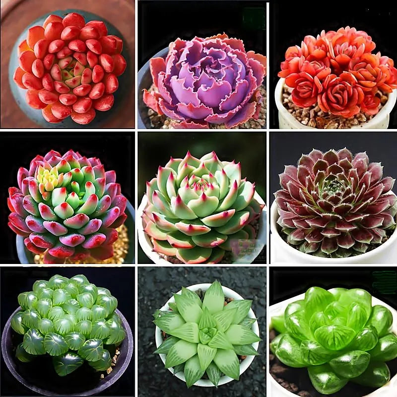 Mixed Color Succulent Seeds for Planting – Colorful Garden and Home Bonsai Plant Seeds