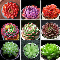 Mixed Color Succulent Seeds for Planting – Colorful Garden and Home Bonsai Plant Seeds