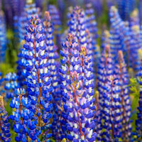 Russell Lupine Planting Seeds Collection
