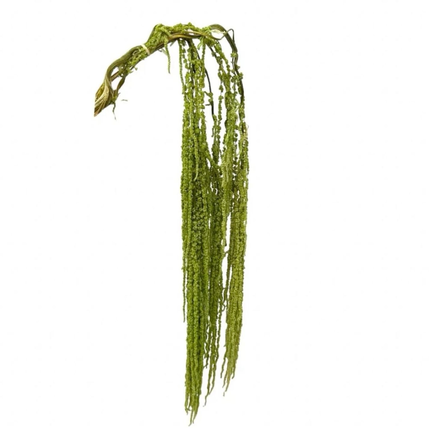 Neon green preserved amaranthus hanging stems for decorative displays