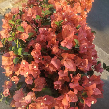 Brown Bougainvillea Flower Seeds for Planting