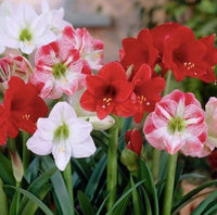 Mixed Amaryllis Flower seeds for Planting Fragrant Blossoms Heirloom & GMO Free Seeds for Home Garden 
 
 Sale