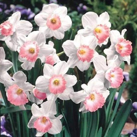 Baby Pink White Daffodils Flower seeds for Planting - Fragrant Blossoms, Heirloom & GMO Free Seeds for Home Garden