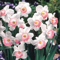 Baby Pink White Daffodils Flower seeds for Planting - Fragrant Blossoms, Heirloom & GMO Free Seeds for Home Garden