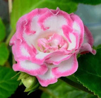 Pink White Gloxinia Flower seeds for Planting - Vibrant Colors, Heirloom & GMO Free Seeds for Home Garden
 
 Sale seeds for home garden
