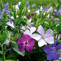 Vinca Minor mix with blue, white, and purple flowers growing as ground cover.
