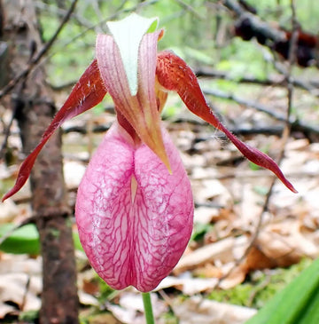 Lady's Slipper Flower seeds for Planting - Compact Growth, Heirloom & GMO Free Seeds for Home Garden
