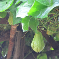Green Chayote Vegetable Seeds for Home Gardens, Raised Beds & Container Planting