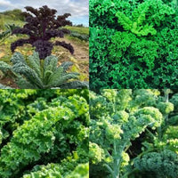 Mixed kale vegetable plants thriving in a raised garden bed.

