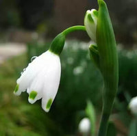 White Galanthus Nivalis Flower seeds for Planting - Pollinator Friendly, Heirloom & GMO Free Seeds for Home Garden
 
 Sale seeds for home garden