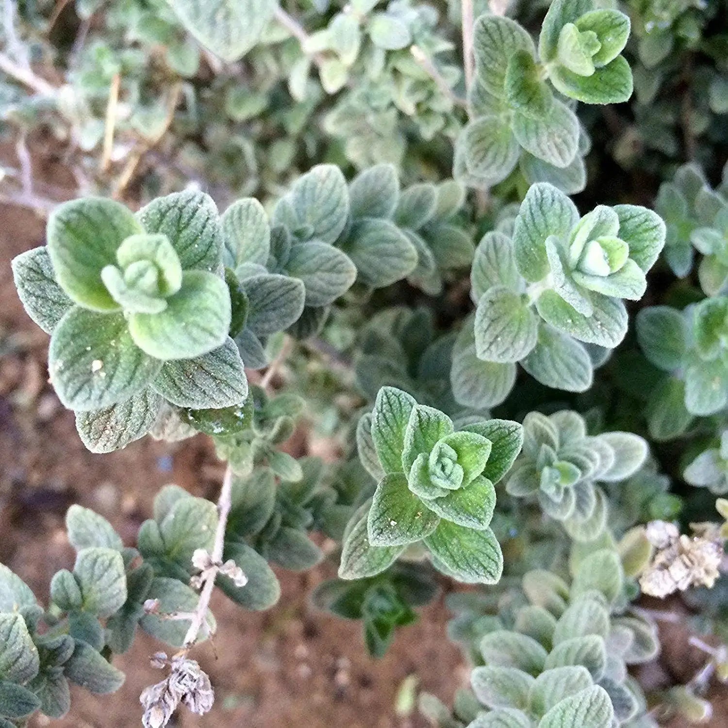 Wild Zaatar Oregano (Origanum syriacum) Seeds for Planting – Heirloom & Non-GMO Herb Seeds