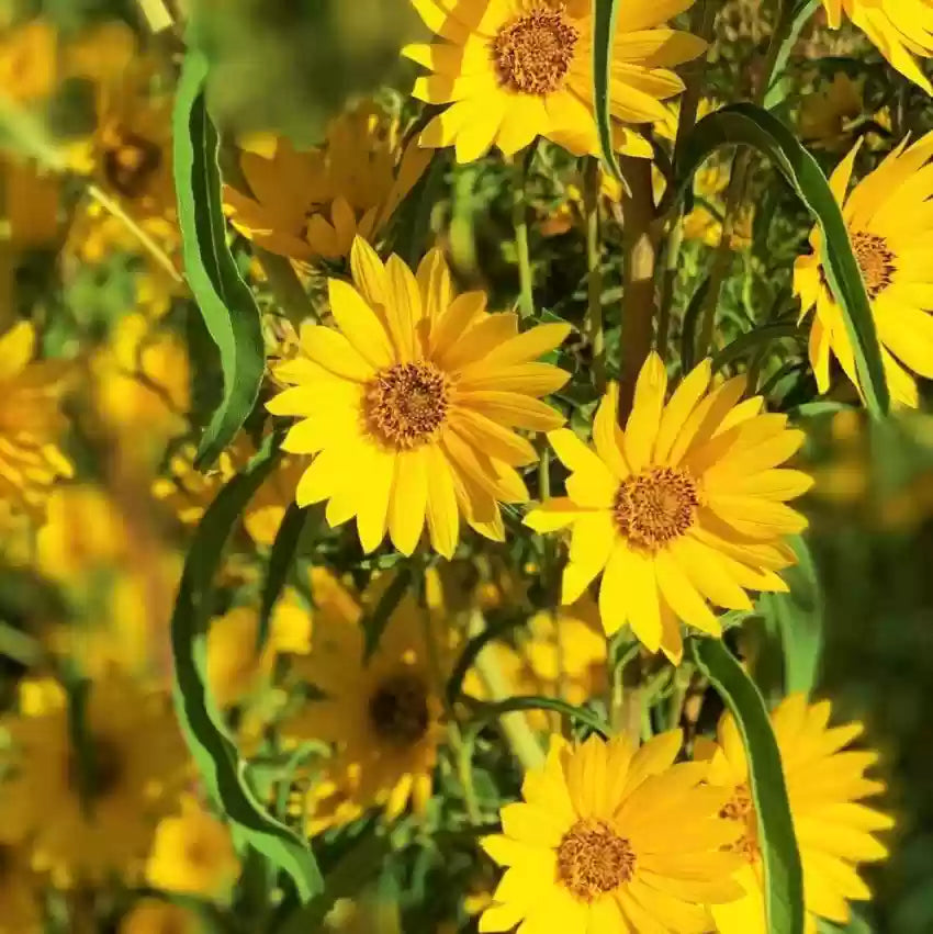 Yellow Maximilian Flower seeds for Planting - Hardy Variety, Heirloom & GMO Free Seeds for Home Garden
 
 Sale seeds for planting in home garden