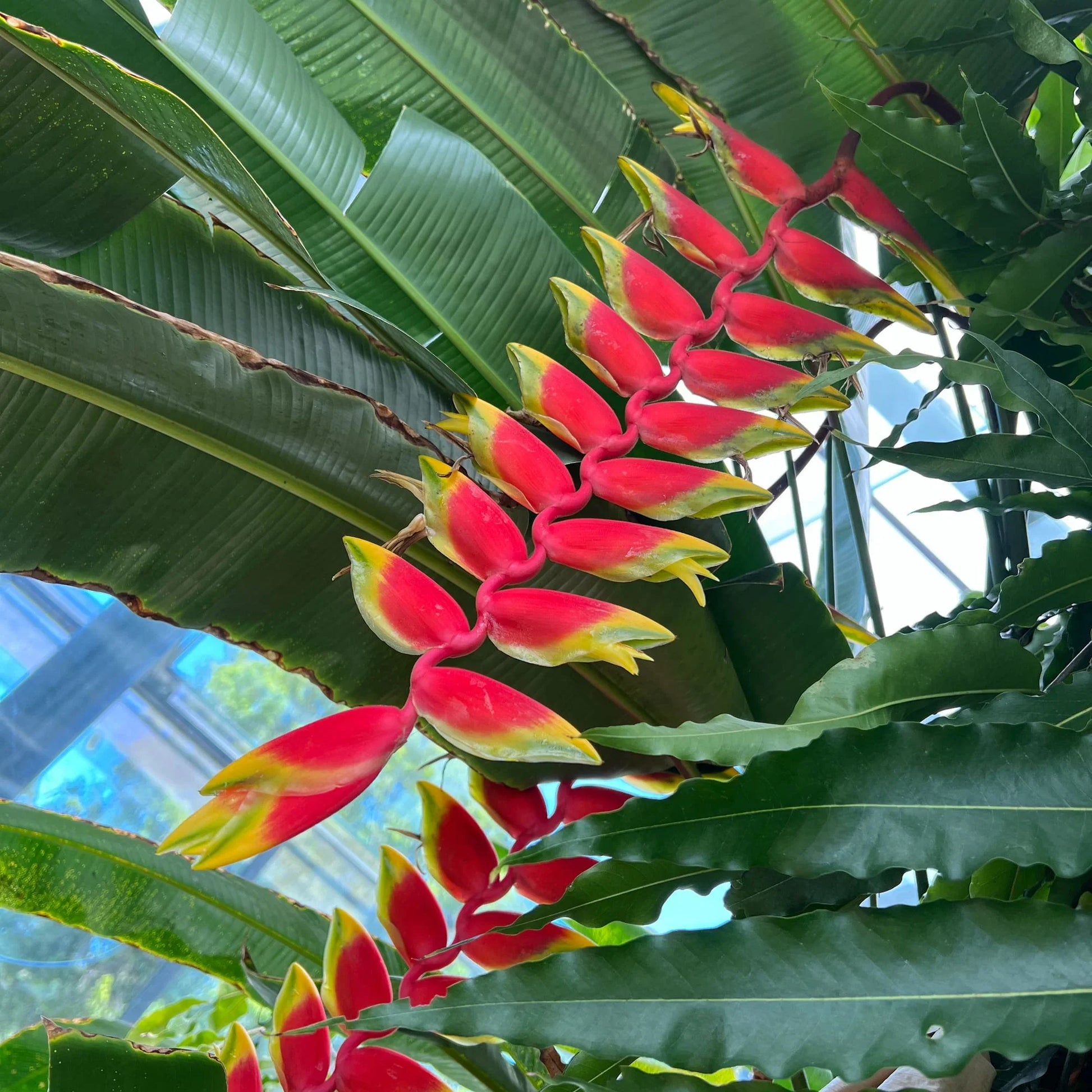 Tropical Heliconia Rostrata ornamental plant for gardens and landscape displays