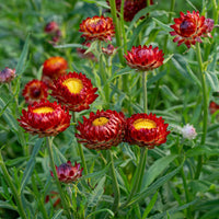 Red-Yellow Straw Flower seeds for Planting - Bright Blooms, Heirloom & GMO Free Seeds for Home Garden