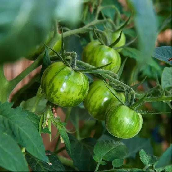 Green Zebra Tomato Seeds for Planting Heirloom Vegetable Garden Seeds