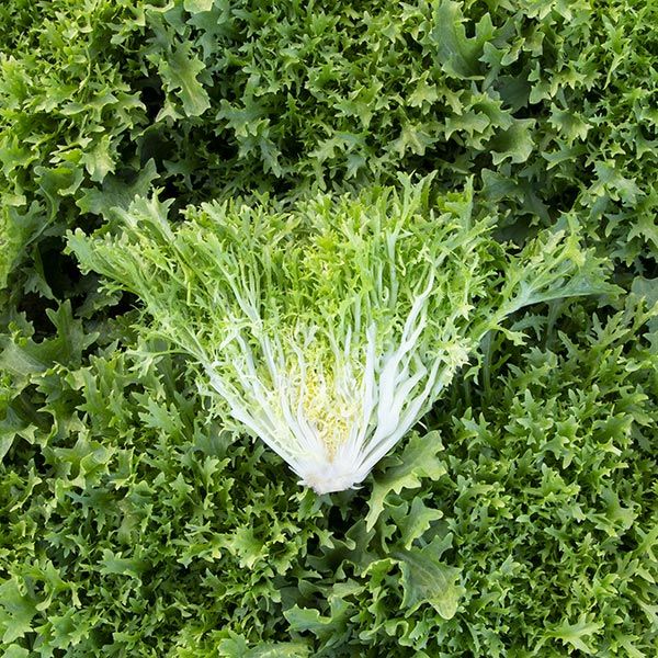 Curly Endive Frisée Seeds – Crisp Frilly Leafy Greens for Garden Growing